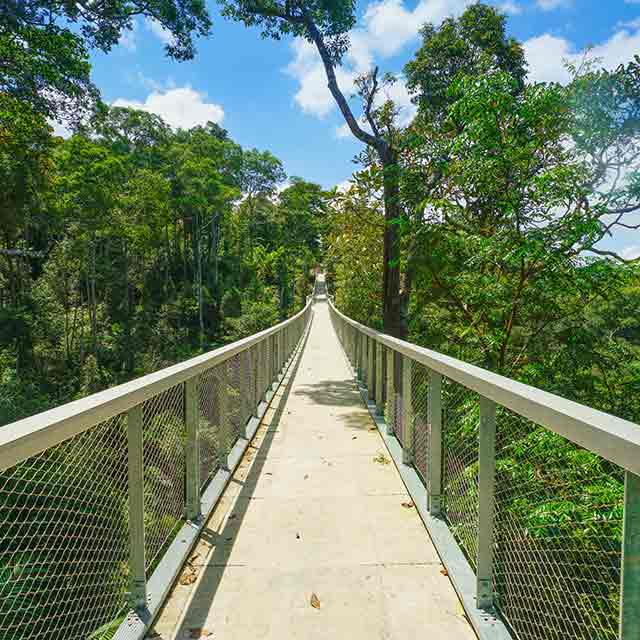 Bridge over the trees